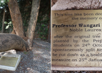A Collage Showing A Tree Stump Beside Wangari Maathai Memorial Tree. Photo/Kfs