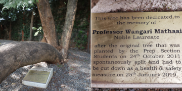 A Collage Showing A Tree Stump Beside Wangari Maathai Memorial Tree. Photo/Kfs