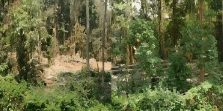KFS Clarifies Karura Forest Video, Denies Destruction Claims