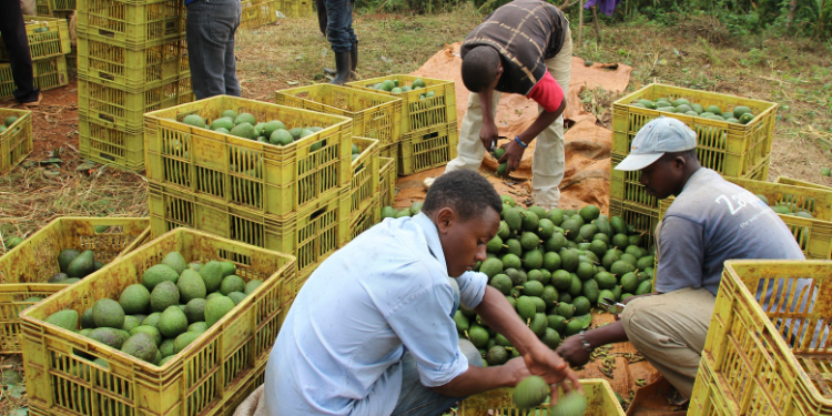Truth Behind Kenya Banning Fresh Avocado Exports