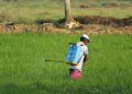 Kenya’s Food Crisis: How Rising Heat And Pests Are Threatening Our Crops