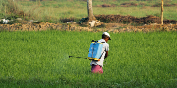 Kenya’s Food Crisis: How Rising Heat And Pests Are Threatening Our Crops
