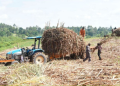 Workers Load Sugarcane Onto A Tractor Photo/Business Daily