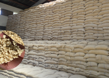 Kenya’s Food Security At Risk As Ncpb Sinks Under Debt