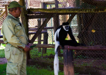 A Photo Of Mount Kenya Wildlife Conservancy Ranger Photo/Mkwc