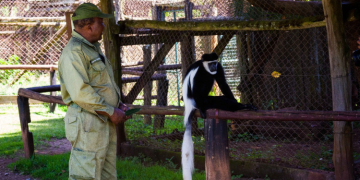 A Photo Of Mount Kenya Wildlife Conservancy Ranger Photo/Mkwc