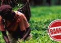 Kenya And Iran To Lift Tea Ban Within 60 Days