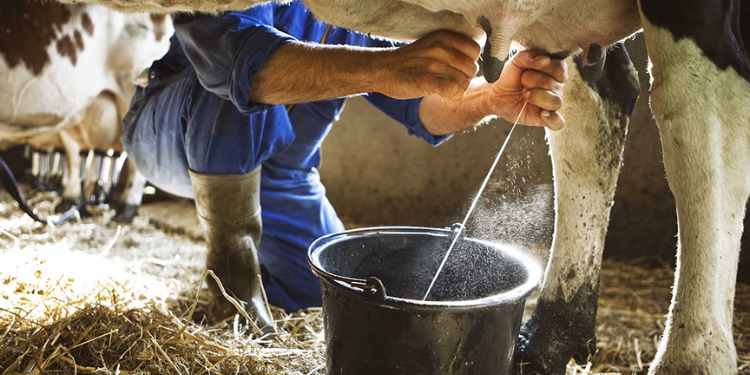 Research Reveals Cockroach Milk Is Three Times More Nutritious Than Cow’s Milk Research Reveals Cockroach Milk Is Three Times More Nutritious Than Cow’s Milk