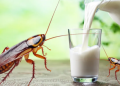 Study Finds Cockroach Milk More Nutritious Than Cow’s Milk