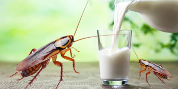 Study Finds Cockroach Milk More Nutritious Than Cow’s Milk