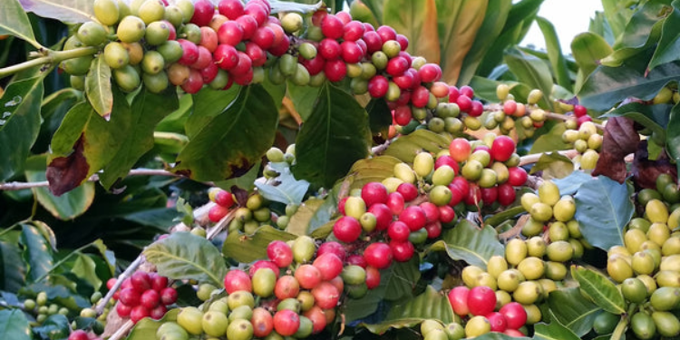 Ruto'S Govt Grants 10 Companies Exclusive License To Export Coffee 10 Companies Awarded Exclusive Licenses To Export Coffee