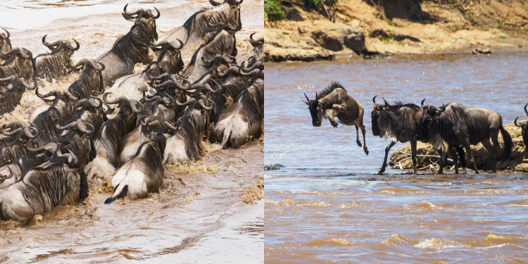 A Photo Of The Wildebeest Migration At Maasai Mara Photo/African Scenic Safaris/Next Crossing