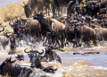 A Photo Of The Wildebeest Migration At Maasai Mara Photo/Next Crossing