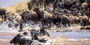 A Photo Of The Wildebeest Migration At Maasai Mara Photo/Next Crossing