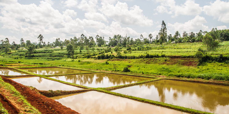 Profitable Kenyan Businesses You Can Start With Ksh1 Million