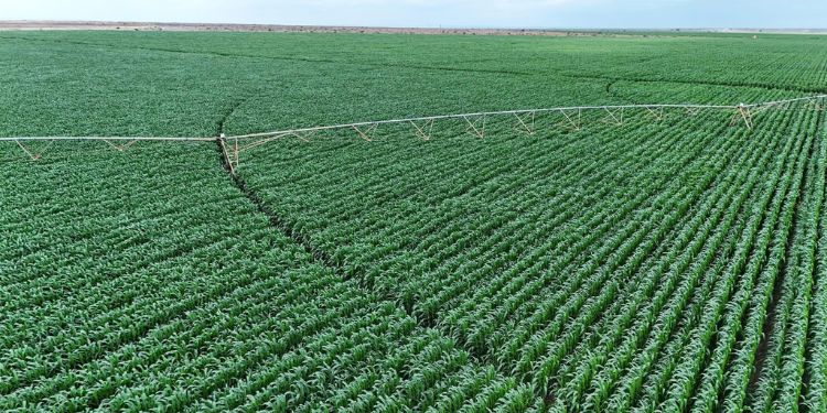 Ruto Gives Abu Dhabi Billionaires 180,000 Acres Of Galana Kulalu Land Kenya Gives 180,000 Acres Of Galana Kulalu Land To Uae Based Al Dahra
