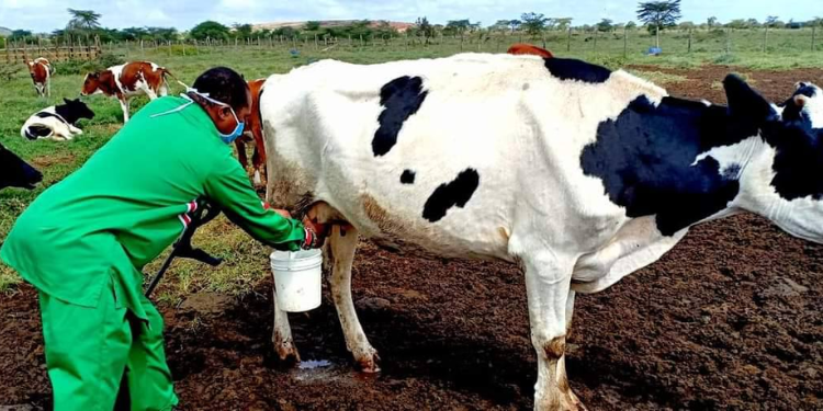 Mp Risks Prosecution After Being Filmed Injecting Livestock
