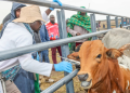 Mp Risks Prosecution After Being Filmed Injecting Livestock