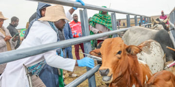 Mp Risks Prosecution After Being Filmed Injecting Livestock