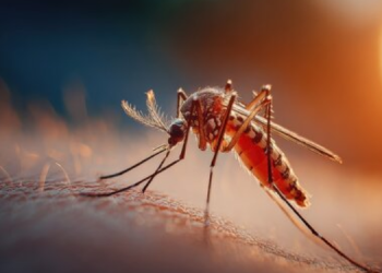 Kemri Sounds Alarm As Mosquito Evolves To Outsmart Bed Nets