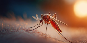 Kemri Sounds Alarm As Mosquito Evolves To Outsmart Bed Nets