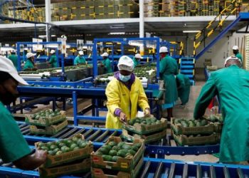 Employees Examine Avocados At The Kakuzi Pack House In Makuyu, Kenya, May 11, 2022. Reuters/Baz Ratner