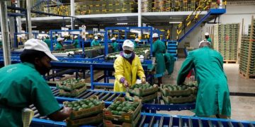 Employees Examine Avocados At The Kakuzi Pack House In Makuyu, Kenya, May 11, 2022. Reuters/Baz Ratner