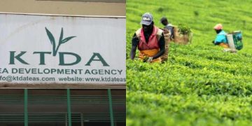Ktda Addresses 2025 Bonus Cuts Following Farmers' Complaintsvvvv