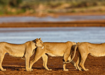 Photo Of Lions At Samburu National Reserve Photo By Shadows Of Africa