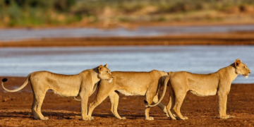 Photo Of Lions At Samburu National Reserve Photo By Shadows Of Africa