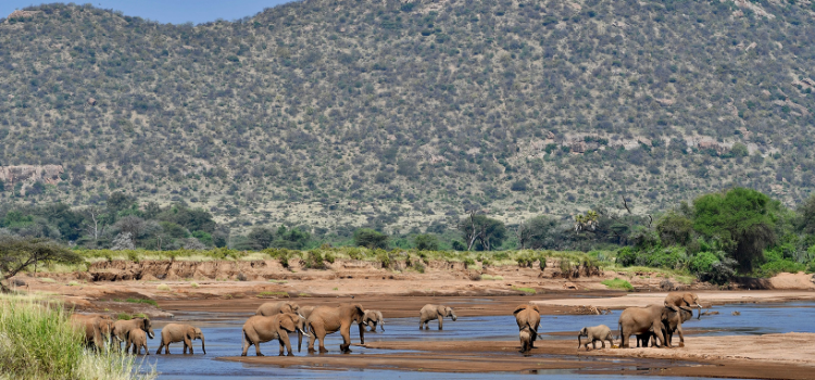 Photo of a herd of elephants at the Ewaso Nyiro riverPhoto by Kenya Experience