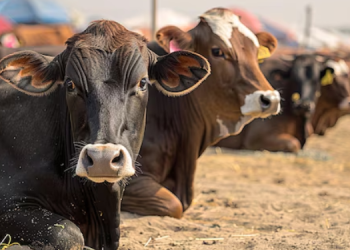 Kisii Court Orders Woman To Return Dowry, Including Cows After Marriage Collapse