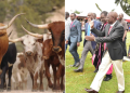 Rift Valley Mps Donate 80 Bulls To Honour Raila Odinga