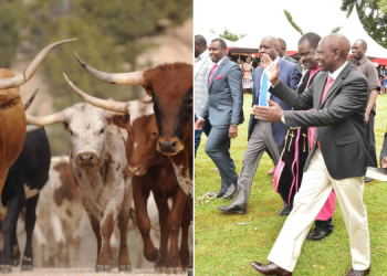 Rift Valley Mps Donate 80 Bulls To Honour Raila Odinga