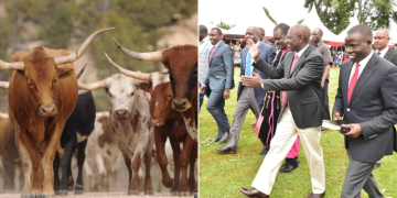 Rift Valley Mps Donate 80 Bulls To Honour Raila Odinga