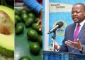 Afa Halts Avocado Sea Exports From October 20, Tightens Mango Export Rules