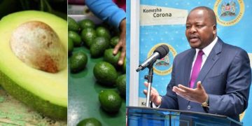 Afa Halts Avocado Sea Exports From October 20, Tightens Mango Export Rules
