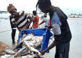 Kenya Fisheries Service Announces Vacancy For Director General