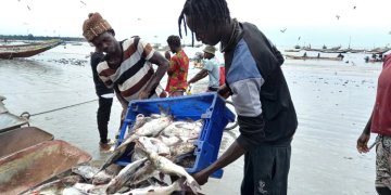 Kenya Fisheries Service Announces Vacancy For Director General