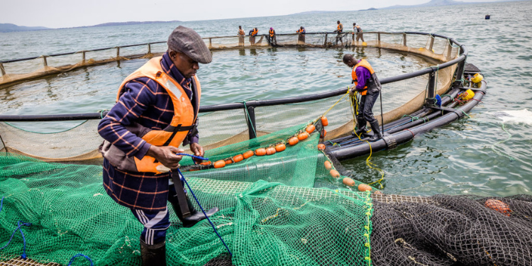 Kenya Fisheries Service Announces Vacancy For Director General