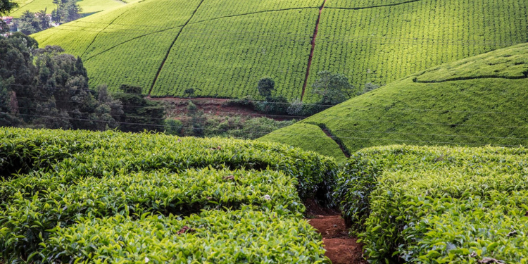 Ktda Addresses Claims Of Missing Ksh 1.03B In Tea Farmers’ Funds Ktda Responds To Missing Ksh 1.03B Tea Farmers Funds
