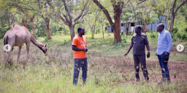 Opoda Farm