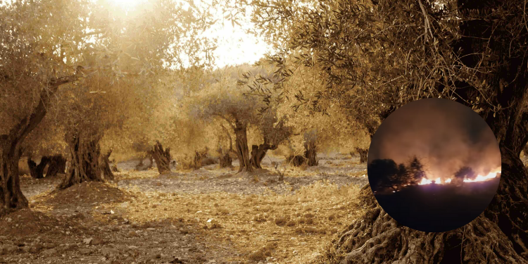 Israel Accused Of Setting Fires That Burned ‘Holy Trees’ In Palestine Israel Accused Of Destroying Palestinian Olive Trees