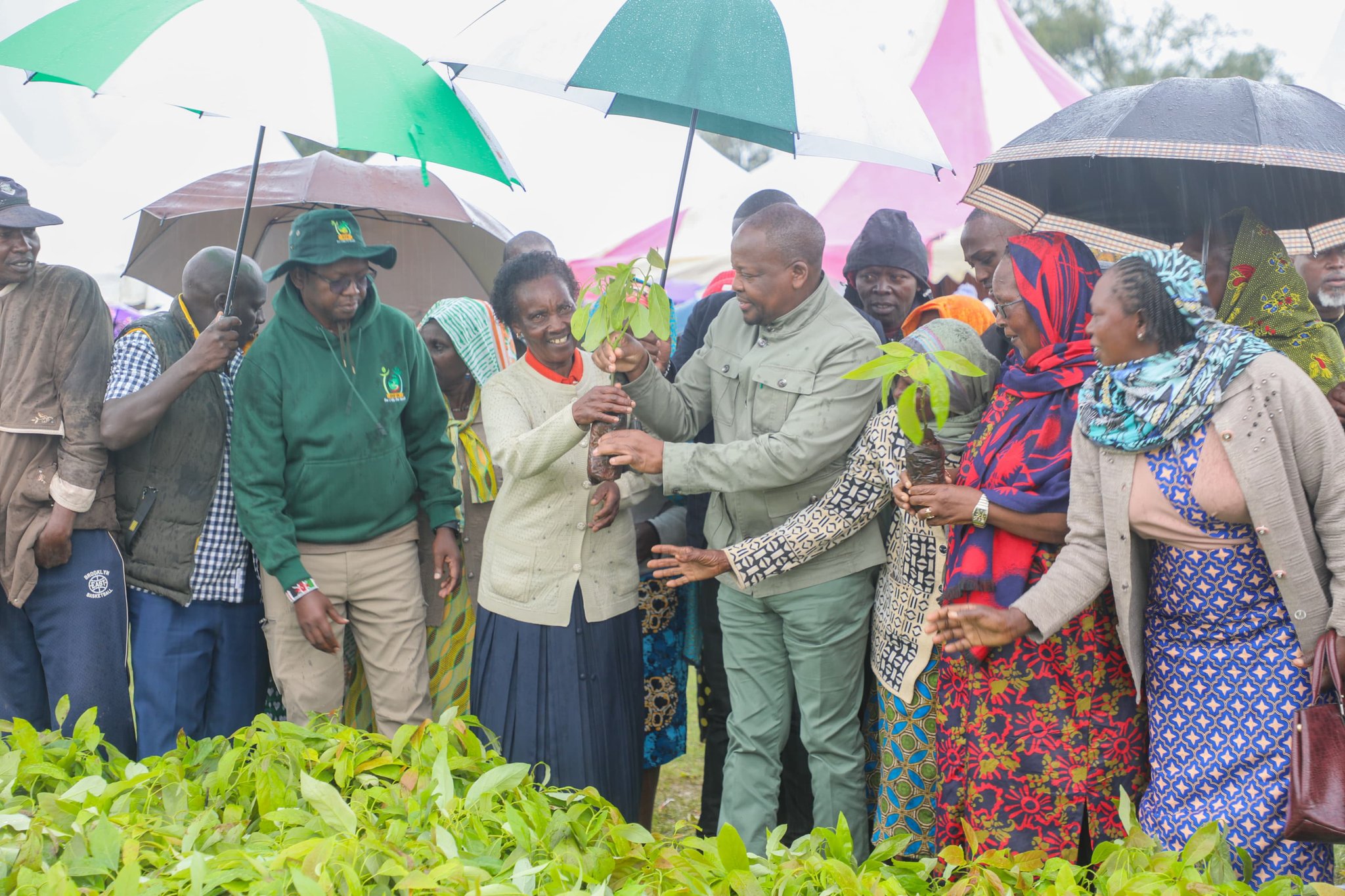 AFA) in collaboration with the Ministry of Agriculture and Livestock Development donating 10,000 avocado seedlings from the Authority to Nyeri County. PHOTO/AFA