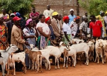 Embu Goat Auction Fails As Rain Disrupts Sales