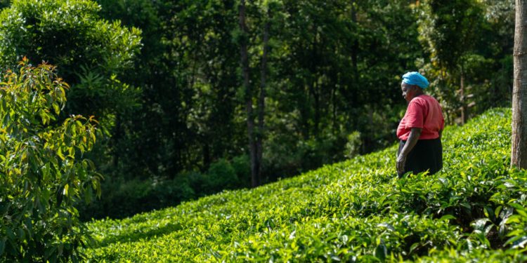 Microsoft Launches Farmer-Focused AI That Understands Swahili, Kikuyu, Dholuo and More