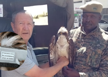 Migratory Bird With Russian Identification Tag Captured In Kenya