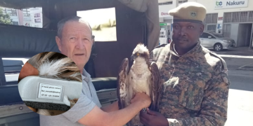 Migratory Bird With Russian Identification Tag Captured In Kenya Migratory Bird With Russian Identification Tag Captured In Kenya
