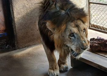 Kws Issues Statement On Viral Lion At Stedmak Gardens After Abuse Allegations