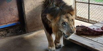 Kws Responds To Viral Video Of Sickly Lion Captured Inside A Popular Garden In Karen Kws Issues Statement On Viral Lion At Stedmak Gardens After Abuse Allegations